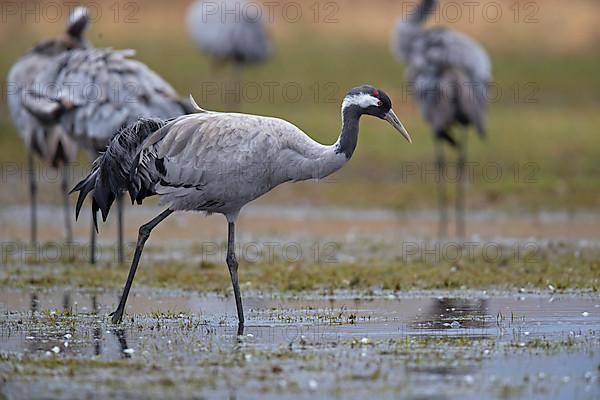 Common crane