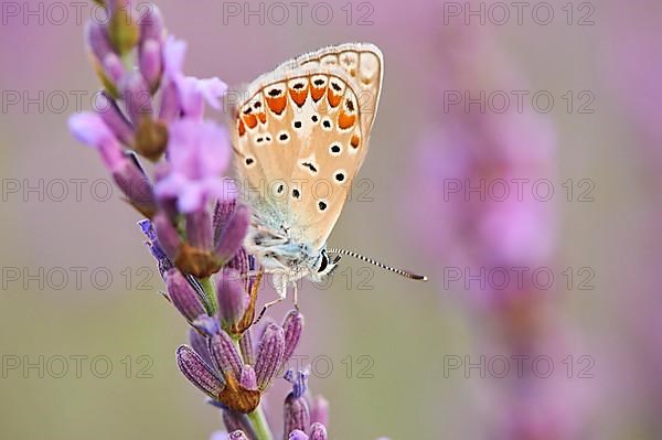 European common blue