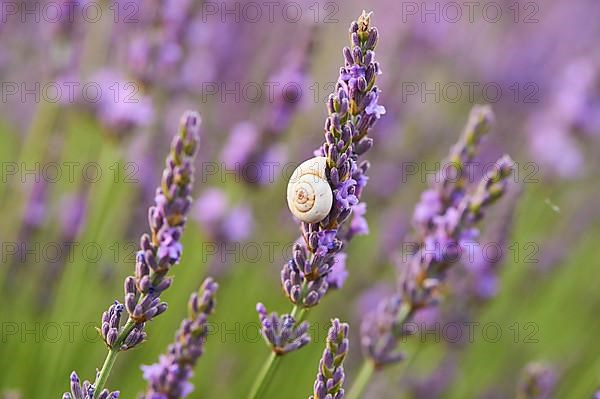 White garden snail