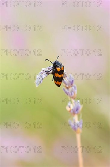 Blister beetle