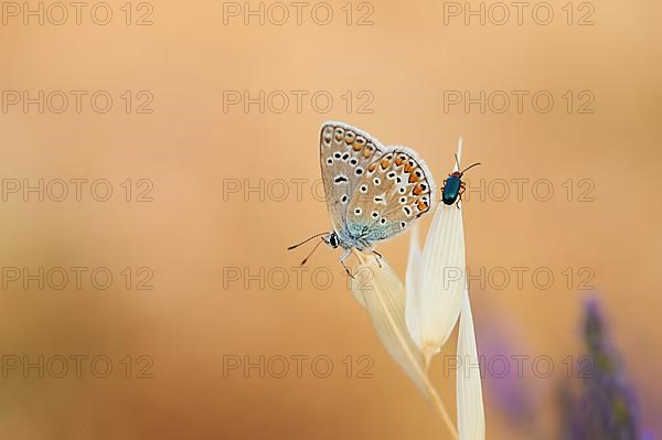 European common blue