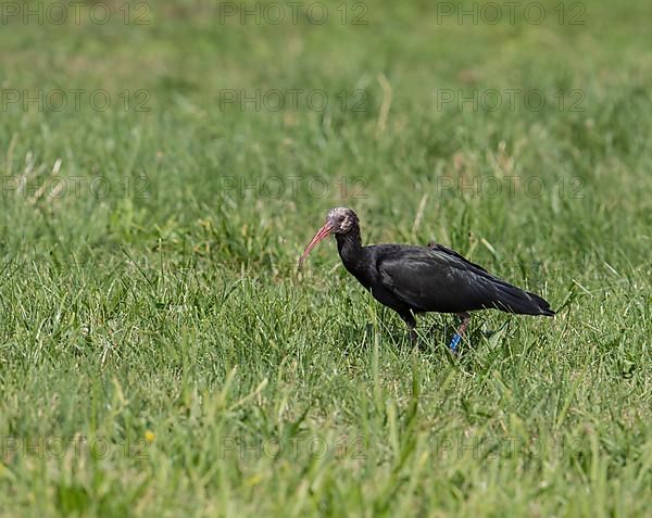 Rare northern bald ibis