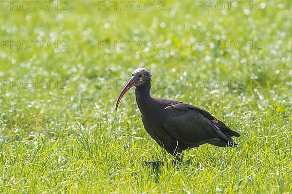 Rare northern bald ibis