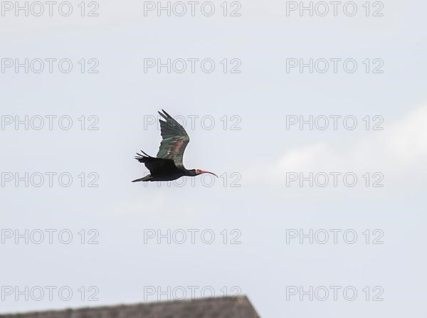 Rare Northern Bald Ibis