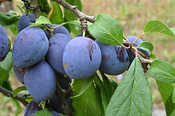 Damson