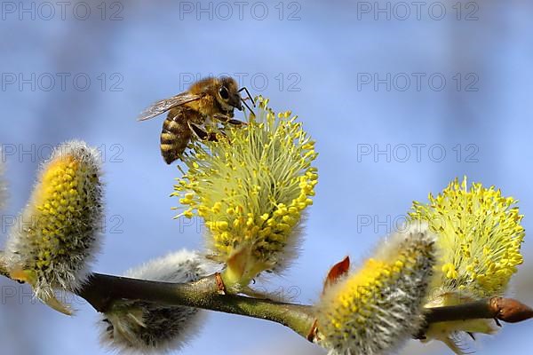 European honey bee