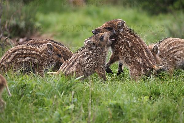 Wild boar