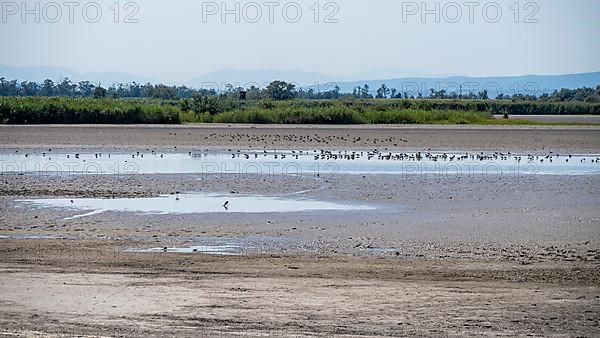 Birds at the very dry Zicksee