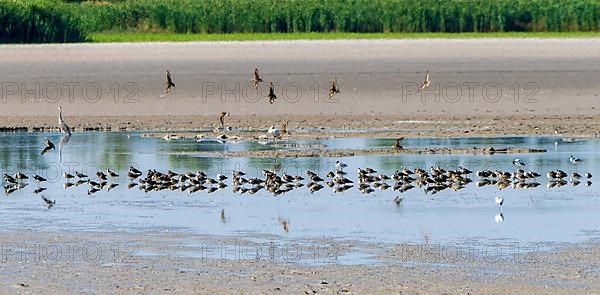 Birds at the very dry Zicksee