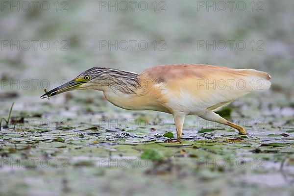 Squacco Heron