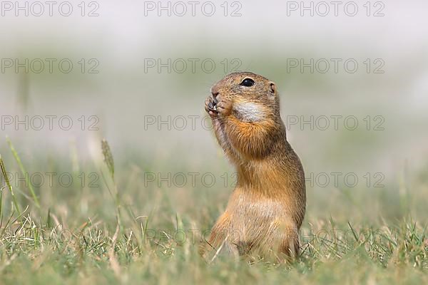 European ground squirrel