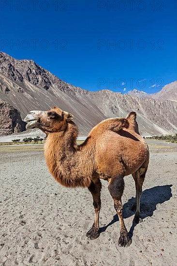 Bactrian camels in Himalayas. Hunder village