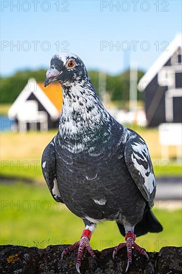 Carrier pigeon on the coast