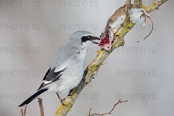 Great Grey Shrike