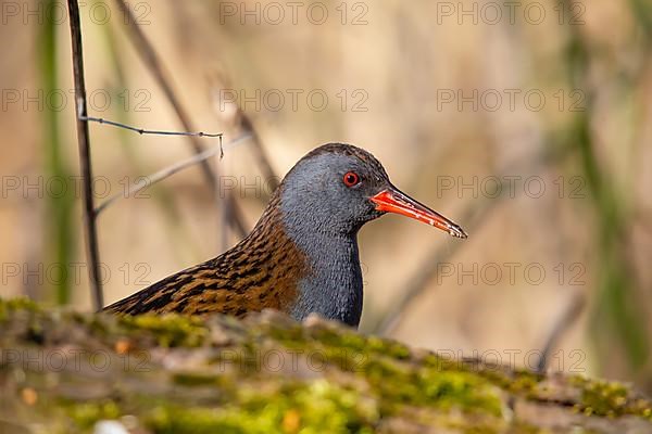 Water Rail