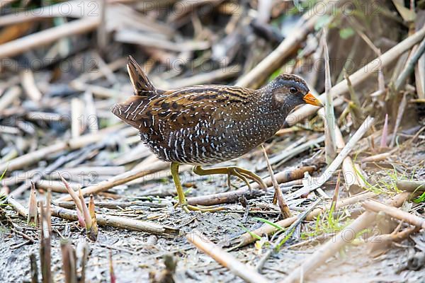 Spotted Crake