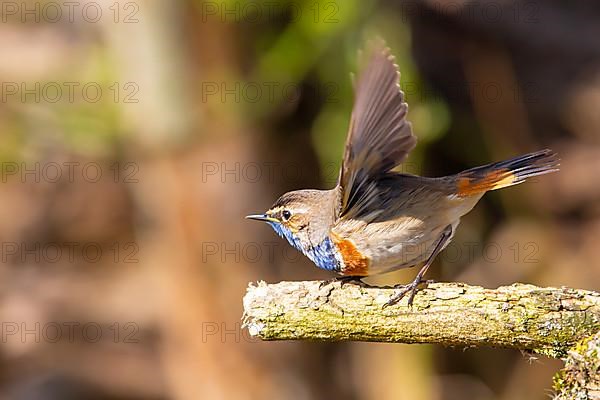 White-spotted bluethroat