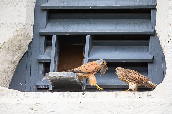 Common kestrel