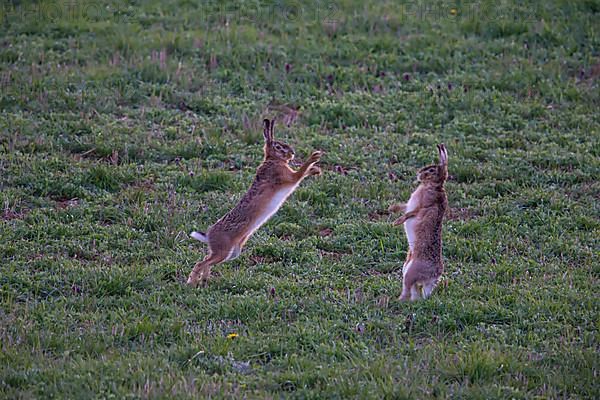 Cape hare