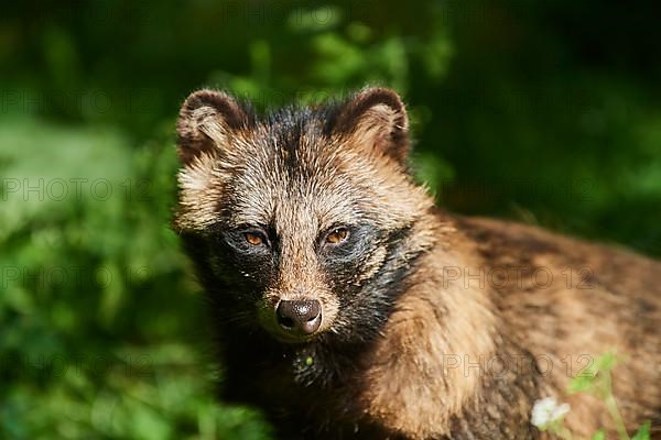 Common raccoon dog