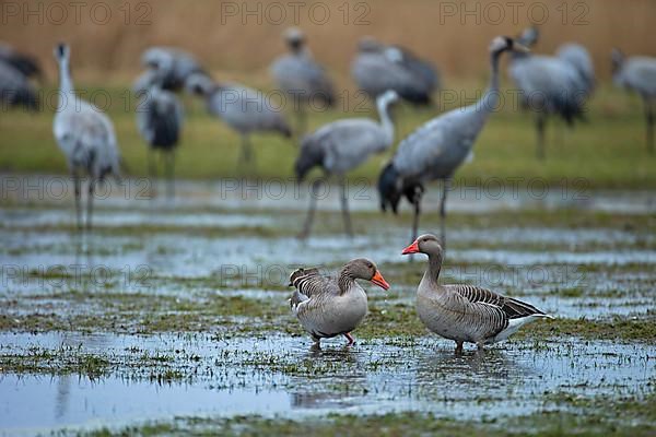 Greylag geese