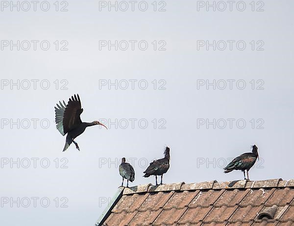 Rare northern bald ibis