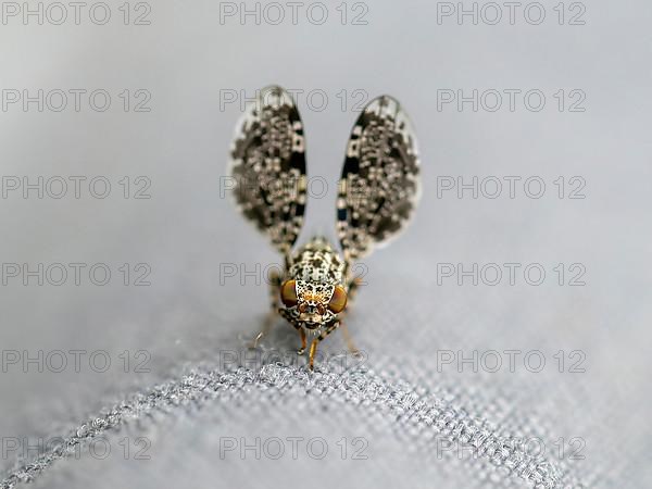 Peacock fly