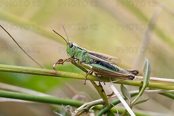 Marsh grasshopper