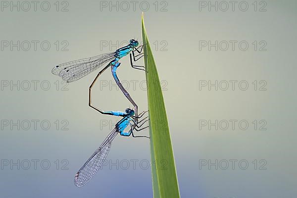 Blue-tailed damselflies