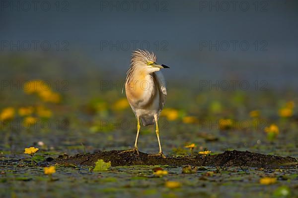 Squacco Heron