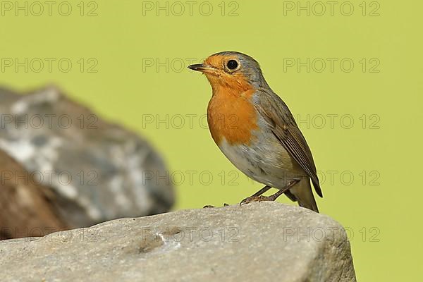 European robin