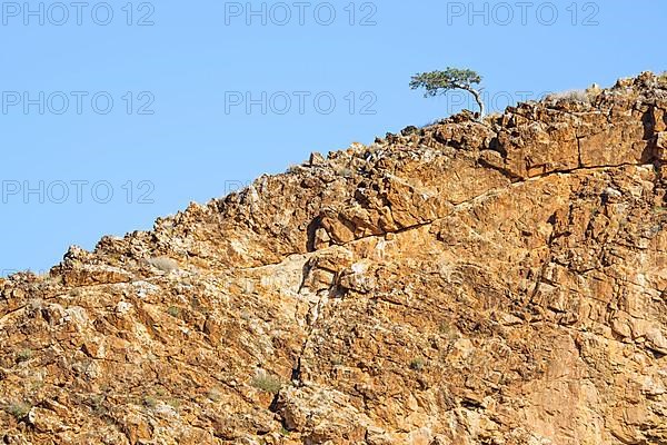 Single tree stands on the rim of a mountain against the blue sky. Solitaire