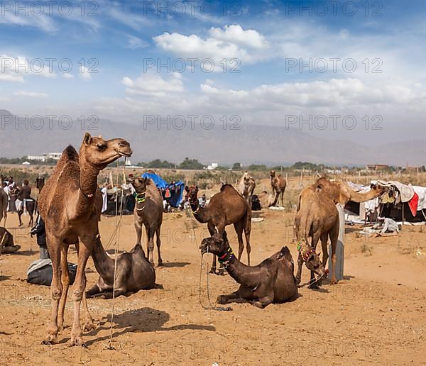 Camels at Pushkar Mela