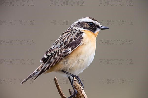 Whinchat