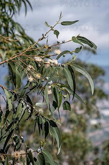 Common fever tree