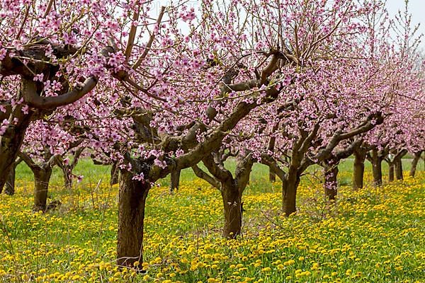 Flowering peach plantation