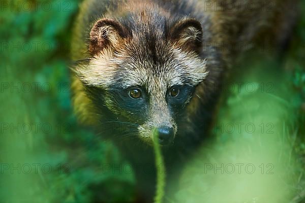 Common raccoon dog