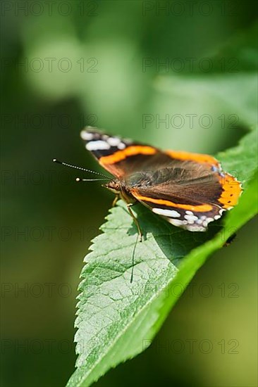 Red admiral