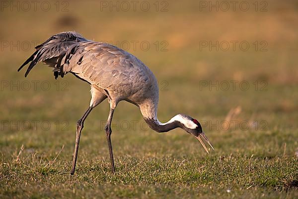 Common crane