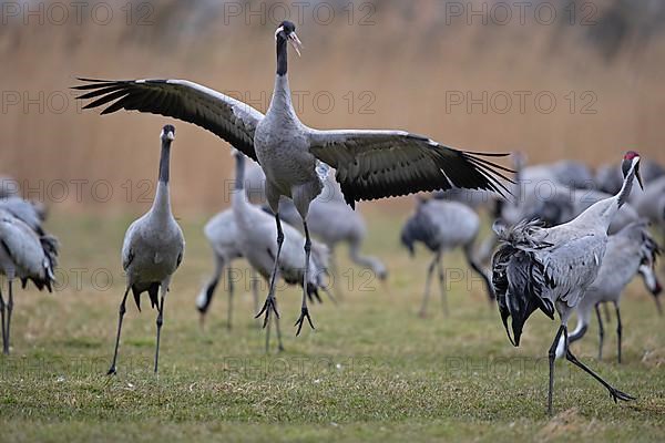 Common crane