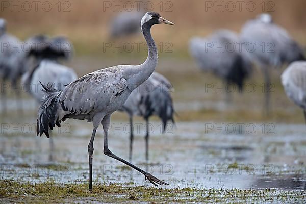 Common crane