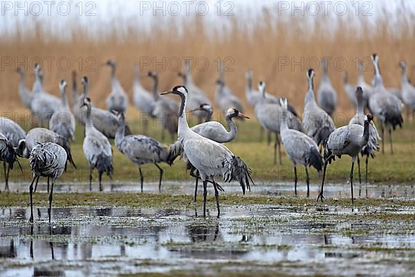 Common crane