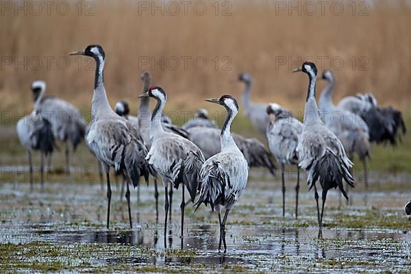 Common crane