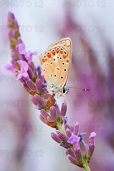 European common blue