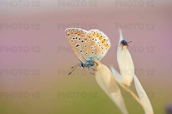 European common blue