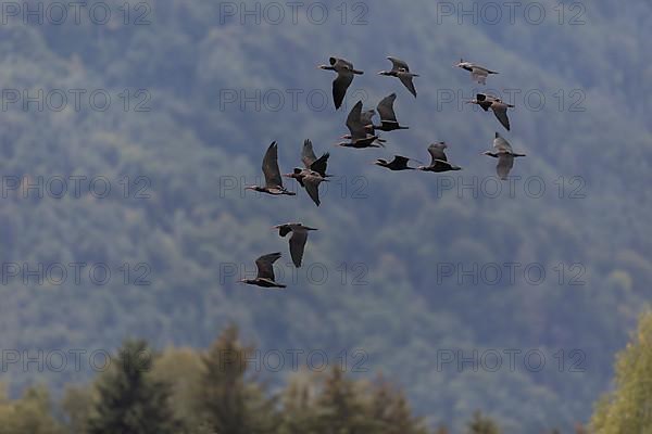 A flock of Steller's Northern Bald Ibis