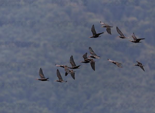 A flock of Steller's Northern Bald Ibis