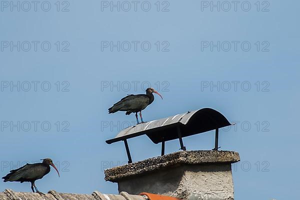 Rare northern bald ibis