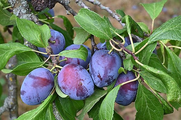 Damson