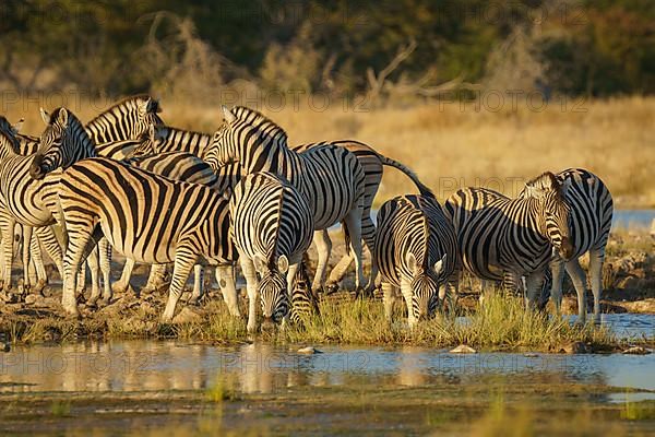 Zebra herd